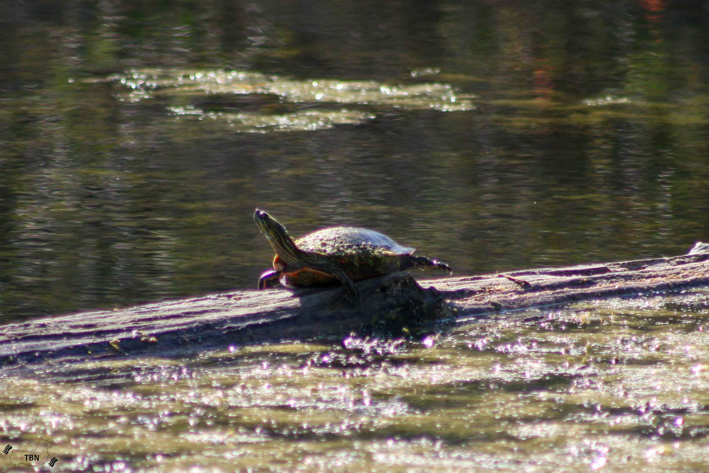 Painted Turtle